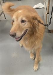 Shelter Stray Male Dog last seen NORTH LION/ WEST DEVONSHIRE, 581 S Grand Ave, San Jacinto, CA 92582, USA
