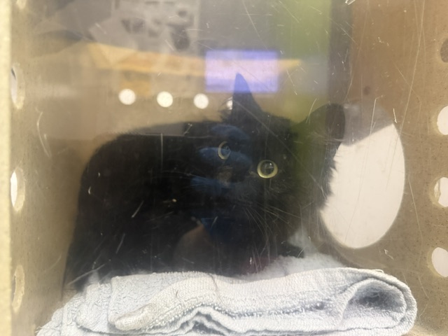 Shelter Stray Female Cat last seen Near BLOCK 71ST AVE S, SEATTLE WA 98178, 21615 64th Ave S, Kent, WA 98032, USA