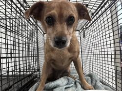 Shelter Stray Male Dog last seen , 4000 N Silverbell Rd, Tucson, AZ 85745, USA