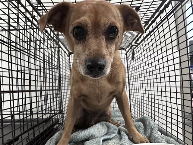 Shelter Stray Male Dog last seen , 4000 N Silverbell Rd, Tucson, AZ 85745, USA