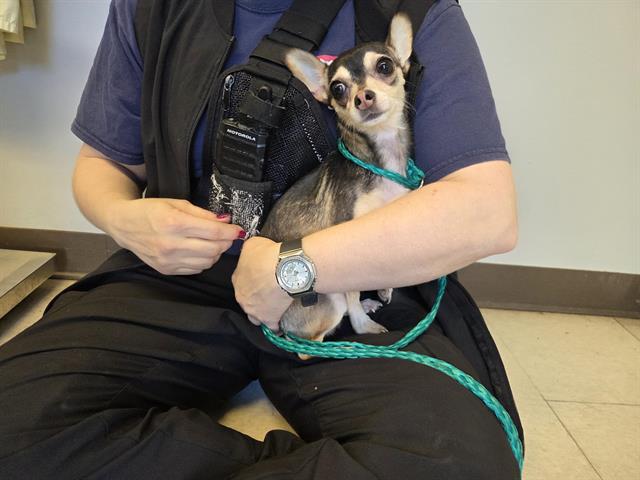 Shelter Stray Male Dog last seen Near BLOCK SE KENT KANGLEY RD, KENT WA 98030, 21615 64th Ave S, Kent, WA 98032, USA
