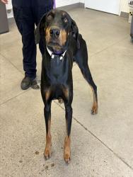 Shelter Stray Female Dog last seen ALMA SCHOOL RD AND UNIVERSITY DR, 1920 S Lewis, Mesa, AZ 85210, USA