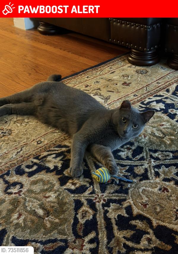Lost Male Cat last seen South Cherry Valley Ave, West Hempstead, NY 11552
