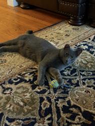 Lost Male Cat last seen South Cherry Valley Ave, West Hempstead, NY 11552