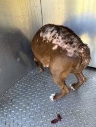 Shelter Stray Female Dog last seen BETTIS RD, 1601 Airport Rd, Shelby, NC 28150, USA