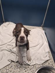 Shelter Stray Female Dog last seen Near BLOCK W 8 MILE RD, DETROIT MI 48221, 1431 E Ferry St, Detroit, MI 48211, USA