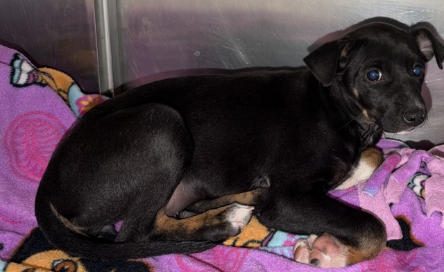 Shelter Stray Female Dog last seen Near BLOCK N CAMPBELL, DETROIT MI 48210, 1431 E Ferry St, Detroit, MI 48211, USA
