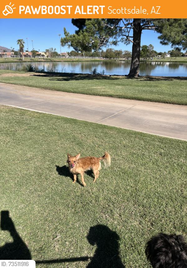 Found/Stray Female Dog last seen Near Mckellips, Scottsdale, AZ 85257
