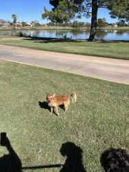 Found/Stray Female Dog last seen Near Mckellips, Scottsdale, AZ 85257