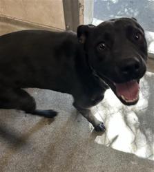 Shelter Stray Male Dog last seen TAYLOR ST & GRANGER AVE, 2127 Front St, Sacramento, CA 95818, USA