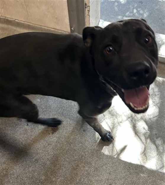Shelter Stray Male Dog last seen TAYLOR ST & GRANGER AVE, 2127 Front St, Sacramento, CA 95818, USA