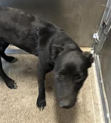 Shelter Stray Female Dog last seen TAYLOR ST & GRANGER AVE, 2127 Front St, Sacramento, CA 95818, USA