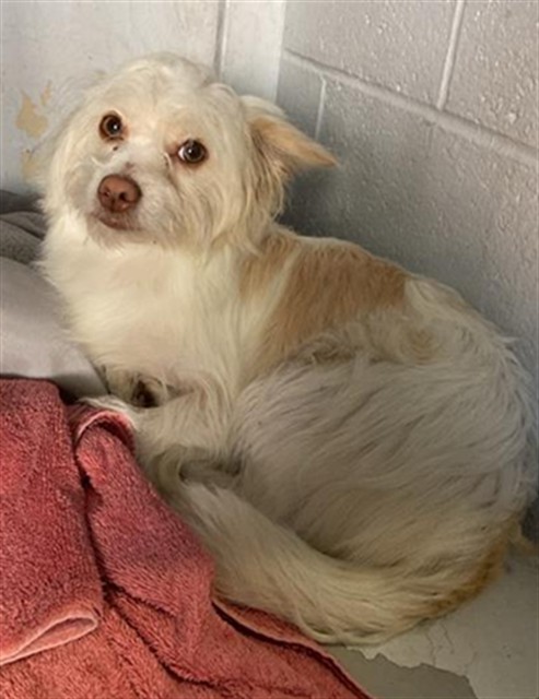 Shelter Stray Female Dog last seen 8TH AVE & 59TH ST, 2127 Front St, Sacramento, CA 95818, USA