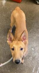 Shelter Stray Male Dog last seen SEAVEY CIR & MCCLATCHY WAY, 2127 Front St, Sacramento, CA 95818, USA