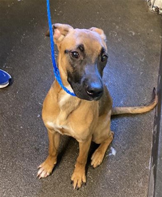 Shelter Stray Female Dog last seen SEAVEY CIR & MCCLATCHY WAY, 2127 Front St, Sacramento, CA 95818, USA