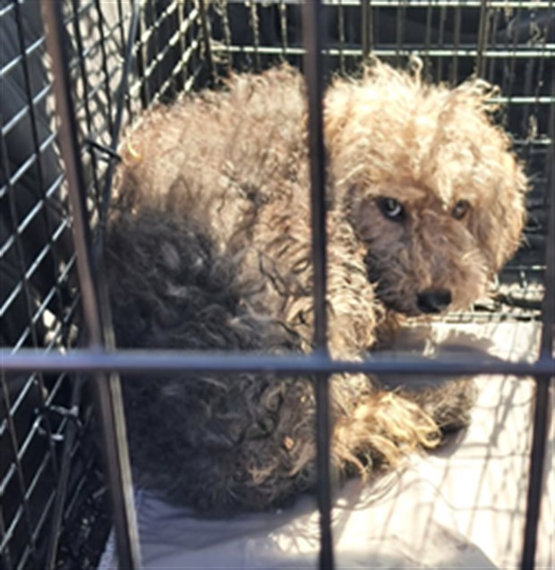 Shelter Stray Male Dog last seen CASA LINDA DR & FLORES WAY, 2127 Front St, Sacramento, CA 95818, USA