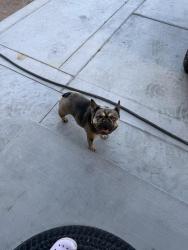 Found/Stray Female Dog last seen Ferndale Ave, Cloverdale Ave, Las Vegas, NV 89121