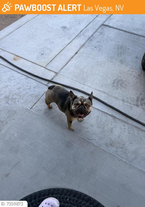 Found/Stray Female Dog last seen Ferndale Ave, Cloverdale Ave, Las Vegas, NV 89121