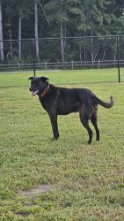 Lost Male Dog last seen Hwy 57, Pittsylvania County, VA 24531
