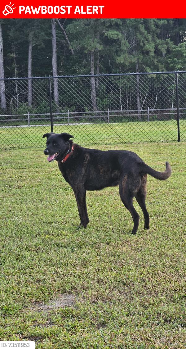 Lost Male Dog last seen Hwy 57, Pittsylvania County, VA 24531