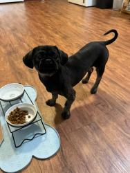 Reunited Male Dog last seen 2nd Street - New Cumberland, WV, New Cumberland, WV 26047
