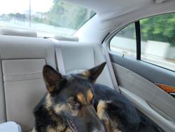 Reunited Male Dog last seen Olympiad and Presidio Drive in view Park, View Park-Windsor Hills, CA 90043