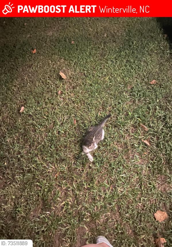 Lost Male Cat last seen Fortlines Rd, Winterville, NC 28590