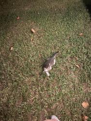 Lost Male Cat last seen Fortlines Rd, Winterville, NC 28590