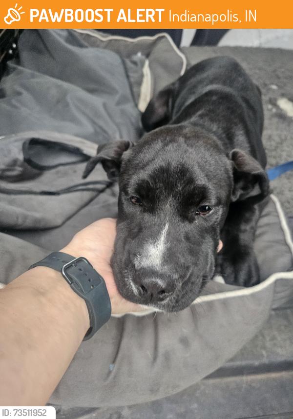 Found/Stray Unknown Dog last seen Julian ave & S Sheridan Ave, Indianapolis, IN 46219