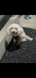 Lost Male Dog last seen Daly road, Cincinnati, OH 45224