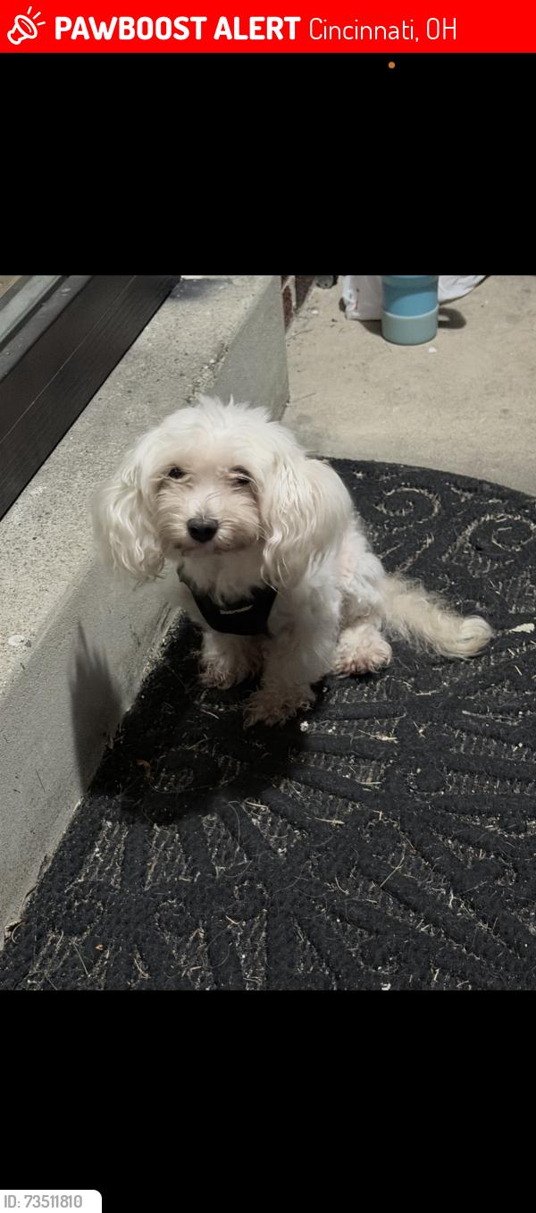 Lost Male Dog last seen Daly road, Cincinnati, OH 45224