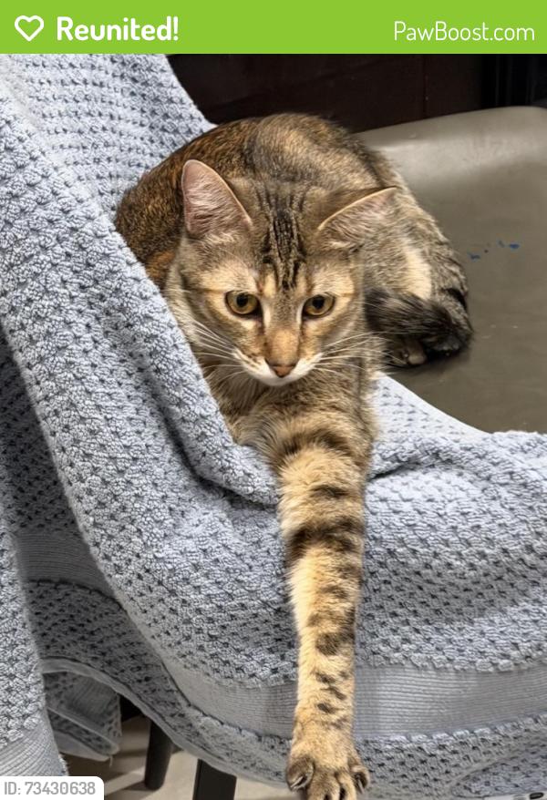 Reunited Female Cat last seen Drexel and Tucson blvd, Tucson, AZ 85706
