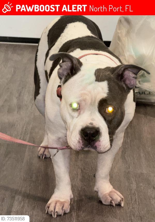 Lost Female Dog last seen Horn buckle, North Port, FL 34291