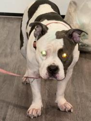Lost Female Dog last seen Horn buckle, North Port, FL 34291