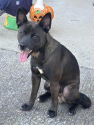 Reunited Male Dog last seen Pendall ln, Hamilton County, TN 37379