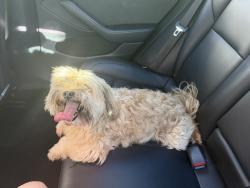 Reunited Male Dog last seen Cypress road, Plantation, FL 33317