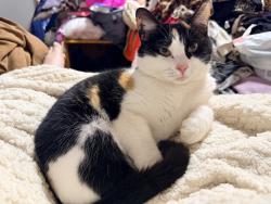 Lost Female Cat last seen Anderson and 15th, Choctaw, OK 73020