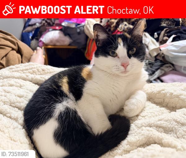 Lost Female Cat last seen Anderson and 15th, Choctaw, OK 73020