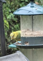 Found/Stray Unknown Bird last seen Spelman Dr, Burke, VA 22153