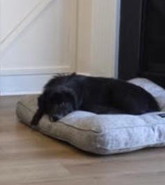 Shelter Stray Female Dog last seen Near Village Lane, Fairburn, GA, 1251 Fulton Industrial Blvd NW, Atlanta, GA 30336, USA