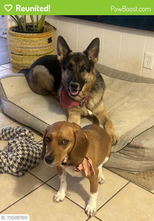 Reunited Male Dog last seen Parkway Place, Old Navy, Kanis, Little Rock, AR 72211