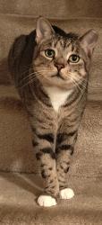 Lost Male Cat last seen Milview Drive and Causeway Drive, Short Pump, VA 23233