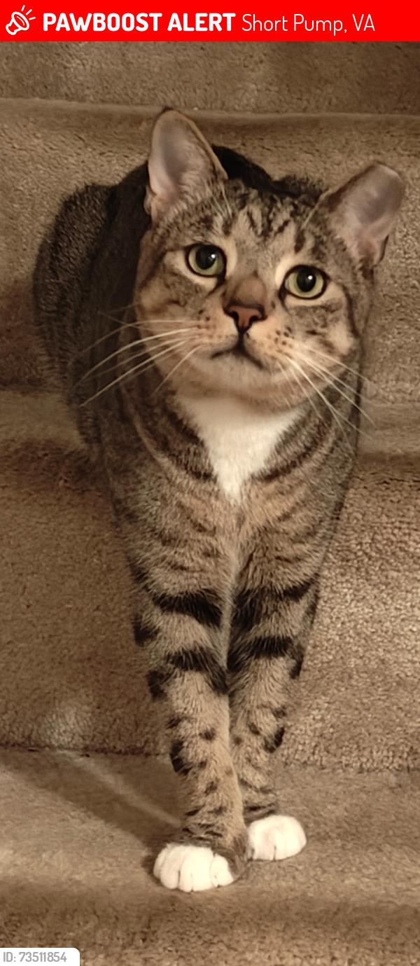 Lost Male Cat last seen Milview Drive and Causeway Drive, Short Pump, VA 23233