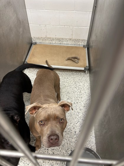 Shelter Stray Male Dog last seen Near Legend Court SW, Atlanta, GA, 1251 Fulton Industrial Blvd NW, Atlanta, GA 30336, USA