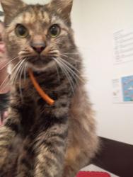 Shelter Stray Female Cat last seen Near Flat Shoals Rd, Union City, GA, 1251 Fulton Industrial Blvd NW, Atlanta, GA 30336, USA