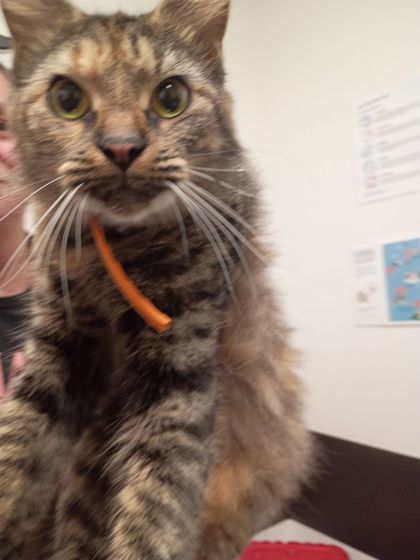 Shelter Stray Female Cat last seen Near Flat Shoals Rd, Union City, GA, 1251 Fulton Industrial Blvd NW, Atlanta, GA 30336, USA