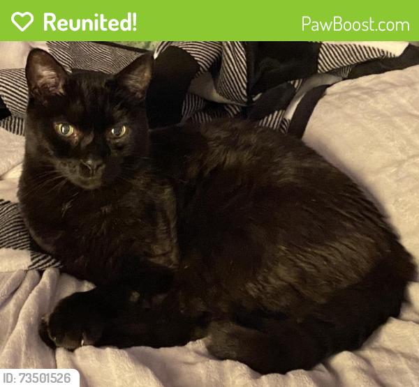 Reunited Male Cat last seen Hemlock rd & hemlock radial, Ocala, FL 34472