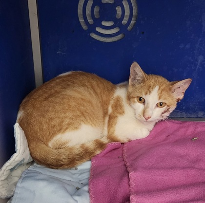 Shelter Stray Unknown Cat last seen Near 12th St, Town / Village of Lake Hallie, WI, 3900 Old Town Hall Rd, Eau Claire, WI 54701, USA