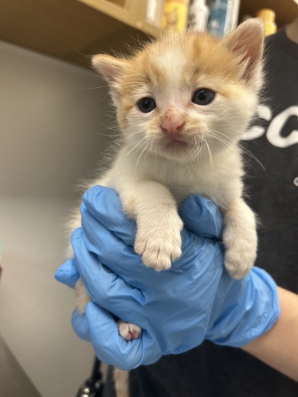Shelter Stray Male Cat last seen Cedar Rd, City of Eau Claire, WI, 3900 Old Town Hall Rd, Eau Claire, WI 54701, USA