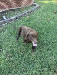 Reunited Male Dog last seen Pendall Pn, Hamilton County, TN 37379